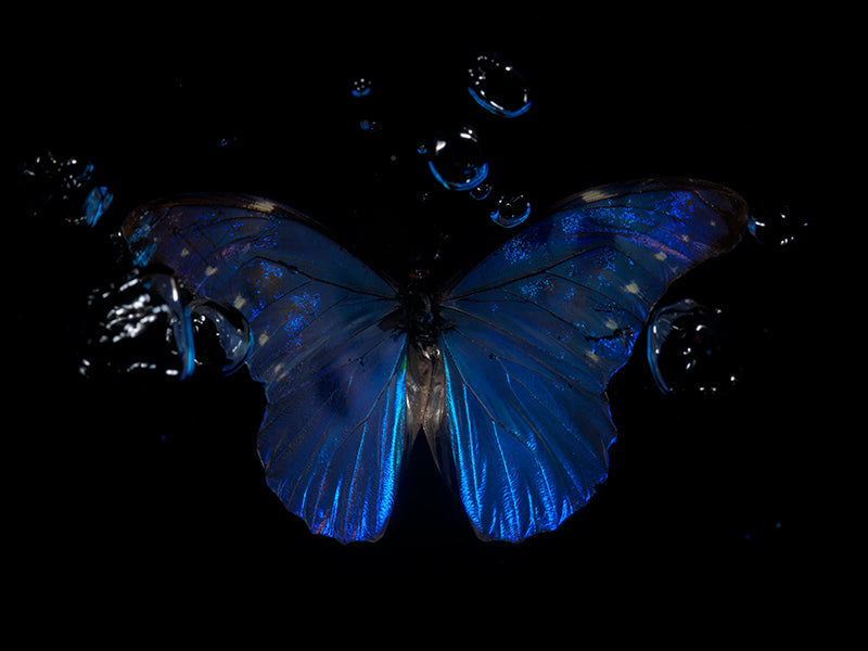 Infinite Ripples: Underwater Perspectives on Morpho Didius & Amathonte Butterflies
