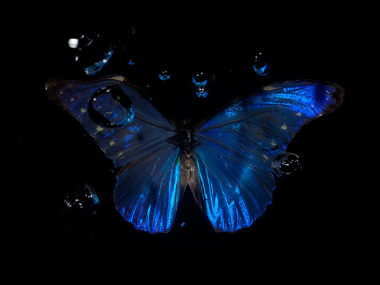 Subaquatic Reverie: Butterfly Ballet of Life and Death