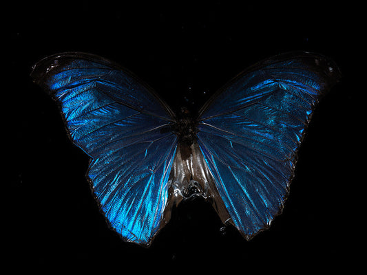 Natures Dance Symphony: Life and Death with Morpho Didius & Melenaus
