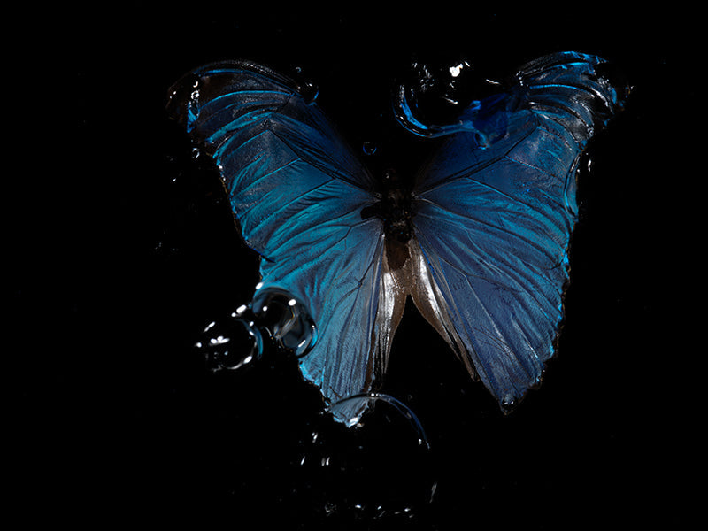 Tragic Beauty of nature Below: Morpho Butterfly Ballet