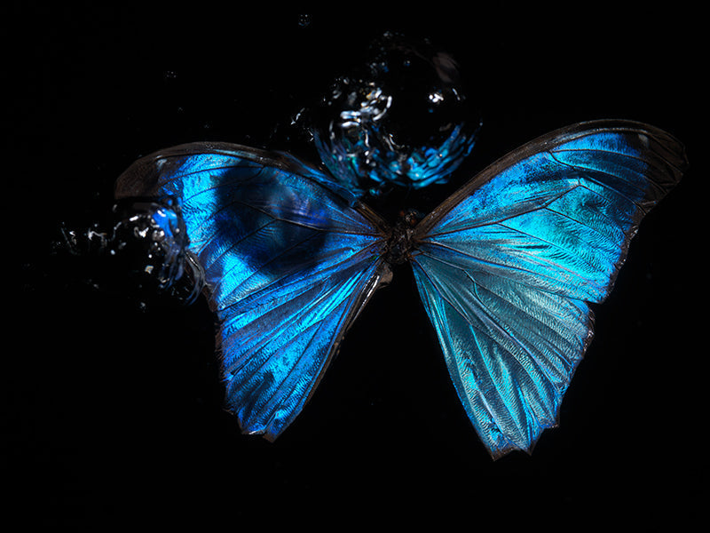 Butterfly Lament: Underwater Reflections on Life's Transience