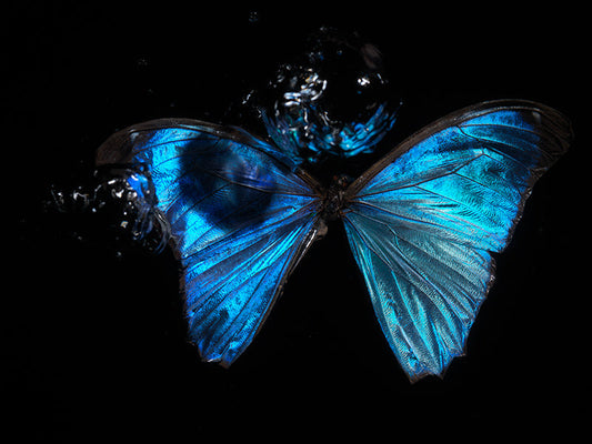 Butterfly Lament: Underwater Reflections on Life's Transience