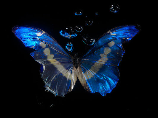 Dancing with Death in nature: Underwater Ballet of Butterflies