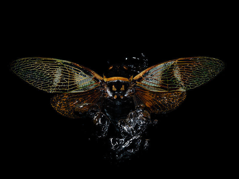 Mystical Aquatic Realms: Flying Beetles Unveiled