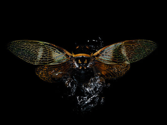 Mystical Aquatic Realms: Flying Beetles Unveiled