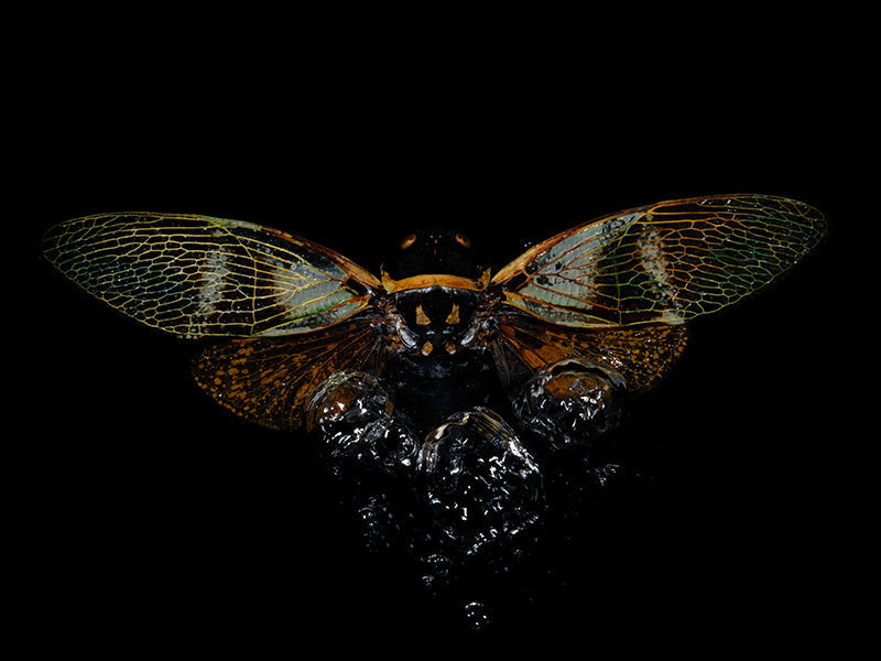 Whispers of Water: Beetle Elegance Below the Surface
