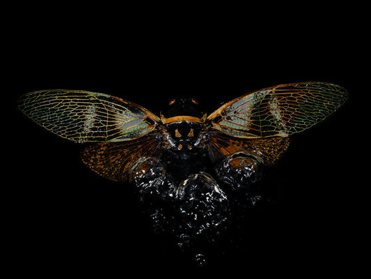 Whispers of Water: Beetle Elegance Below the Surface