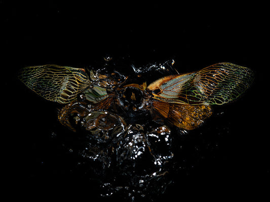 Beyond the Surface: Underwater Beetle Chronicles