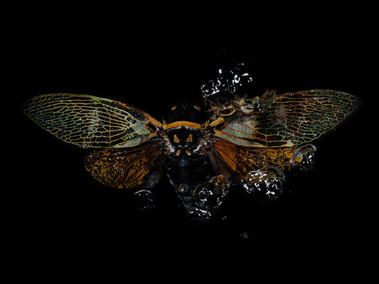 Waters of Wisdom: Beetle Ballet in Ethereal Embrace