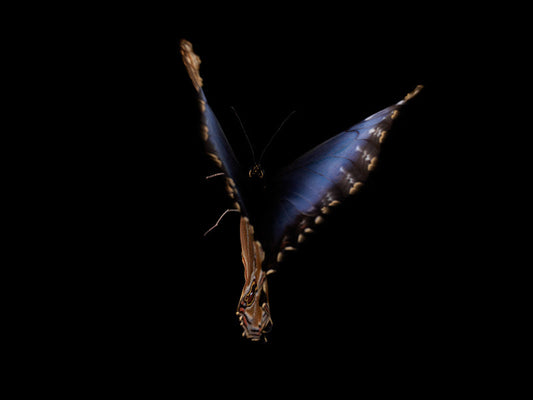 Aqua Vivarium: Breeding Butterflies in Liquid Reverie