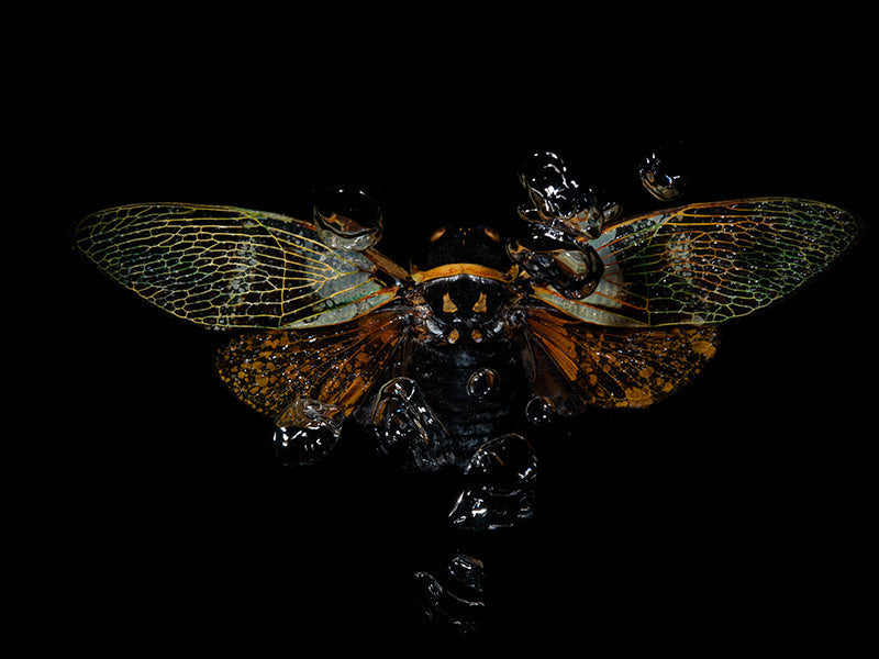 Liquid Dance: Flying Beetles in Ethereal Waters