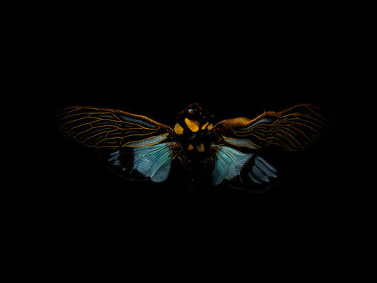 Fluid Fragility: Beetle Ballet and Life's Fleeting Beauty
