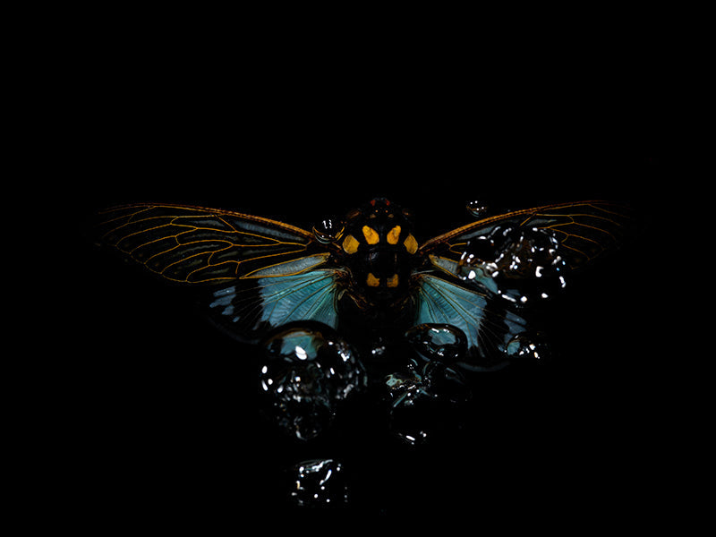 Underwater poetry: Beetle Ballet in Aquatic Echoes