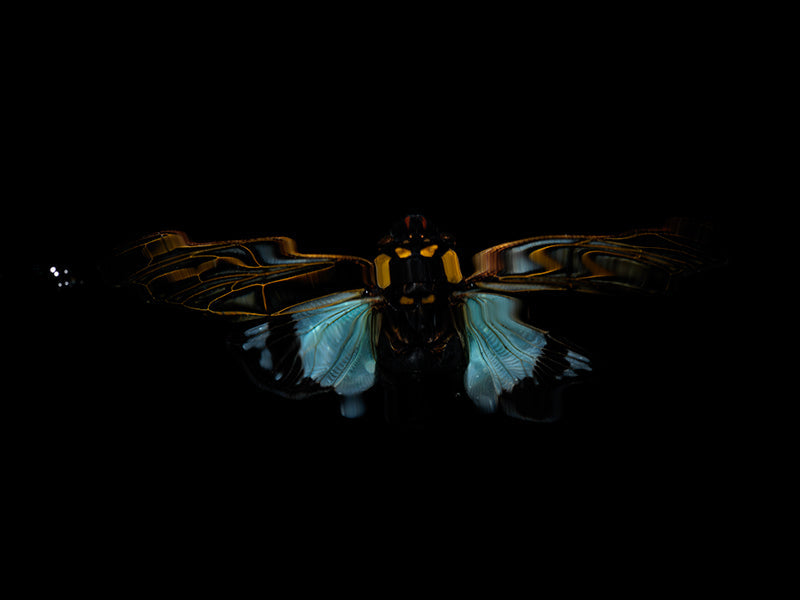 Reflecting Tranquility: Flying Beetles in Liquid Dreams