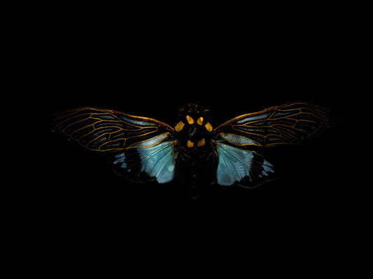 Waterborne Whispers: Underwater Beetle Elegance Unveiled