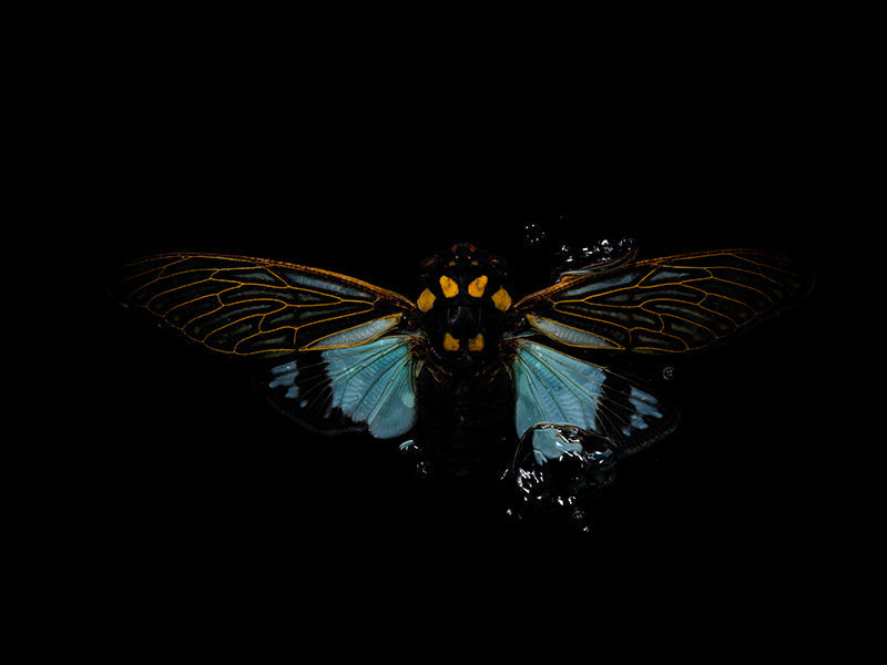 Sublime Symmetry: Ethical Beetle Portraits in Water