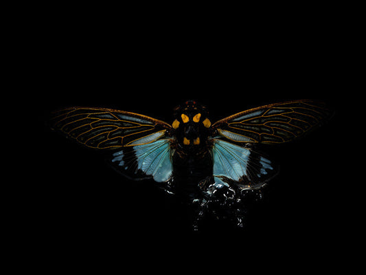 Life's Elegy: Underwater Ballet of Flying Beetles