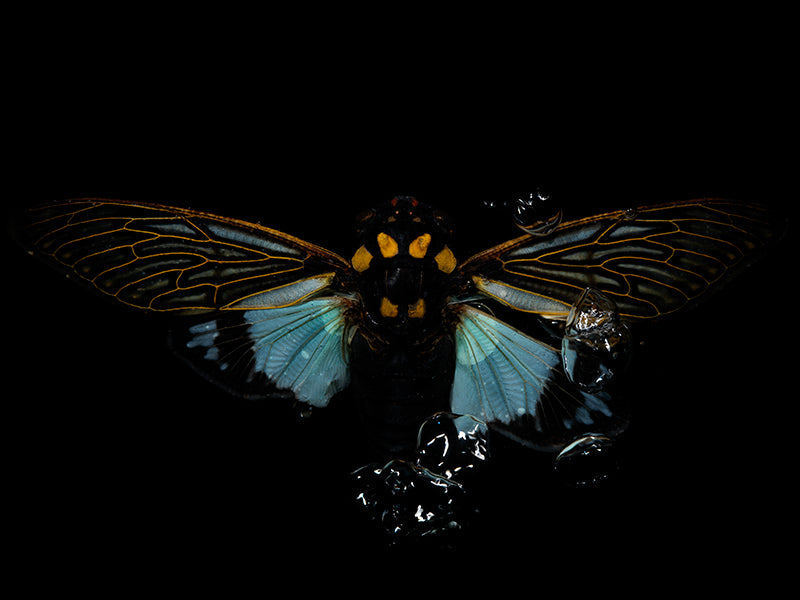 Liquid Legacies: Flying Beetles' Timeless Water Ballet