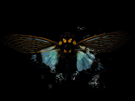 Aqua Artistry: Beetle Beauty Below the Reflective Surface