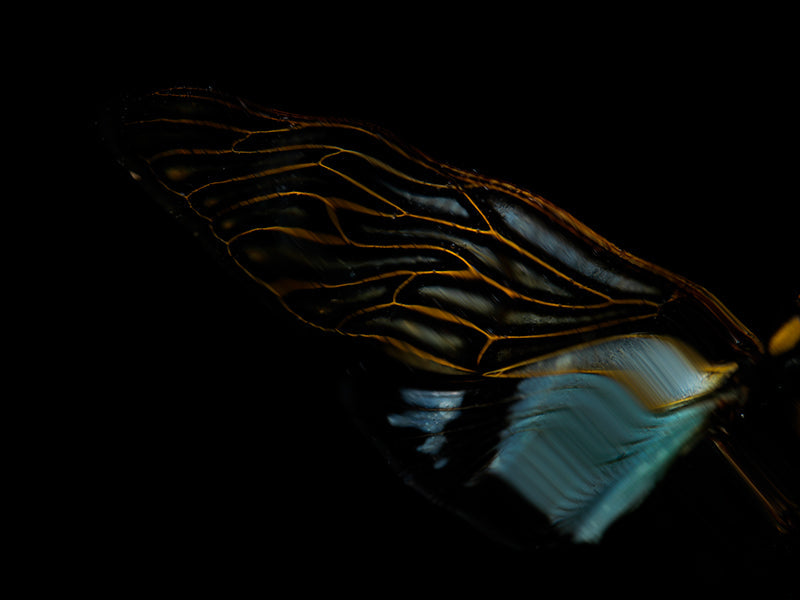 Reflective Rhythms: Ethical Beetle Ballet Below the Surface