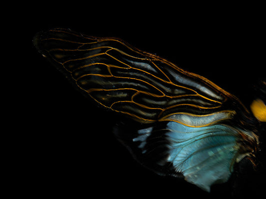 rich insect wing colours revealed in water
