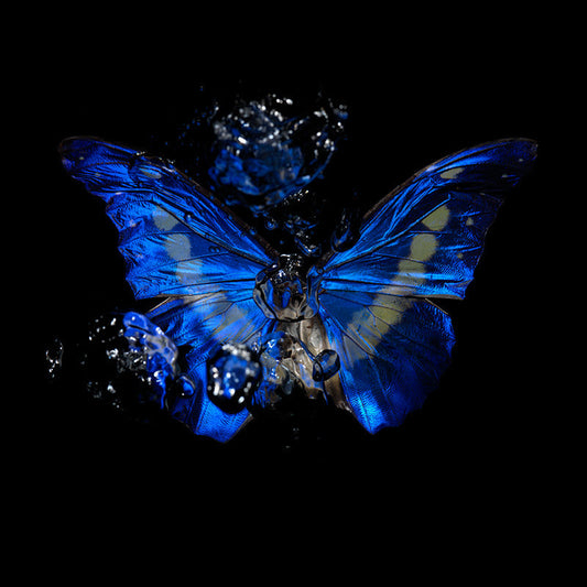Blue Morpho Rhetenor Helena a very rare species documented in an art series underwater