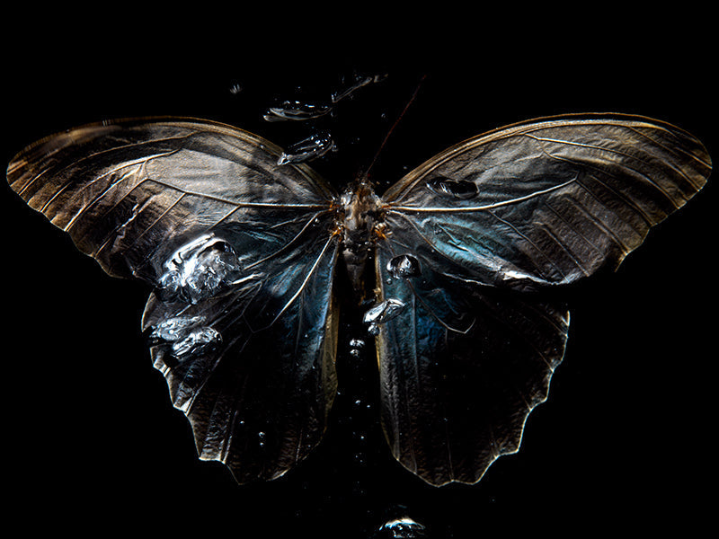 Underwater Ballet: Ethereal Butterfly Photography Collection