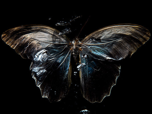 Underwater Ballet: Ethereal Butterfly Photography Collection