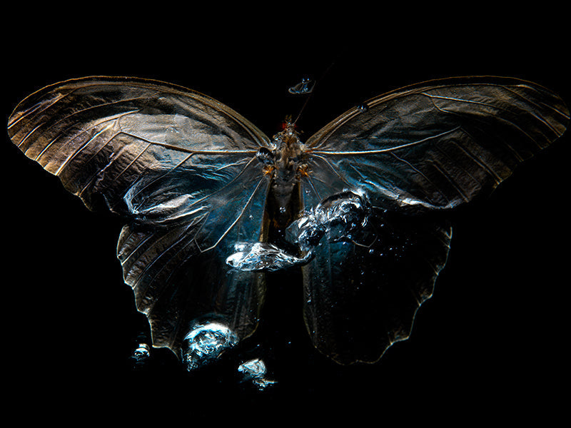 The Tragic Beauty of Life: Underwater Butterfly Reflections