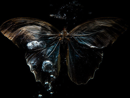Morpho Ballet: An Artistic Exploration of Life's Transience