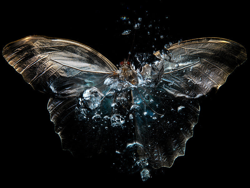 Watercolor Wonders: Butterfly Symphony Below the Waves