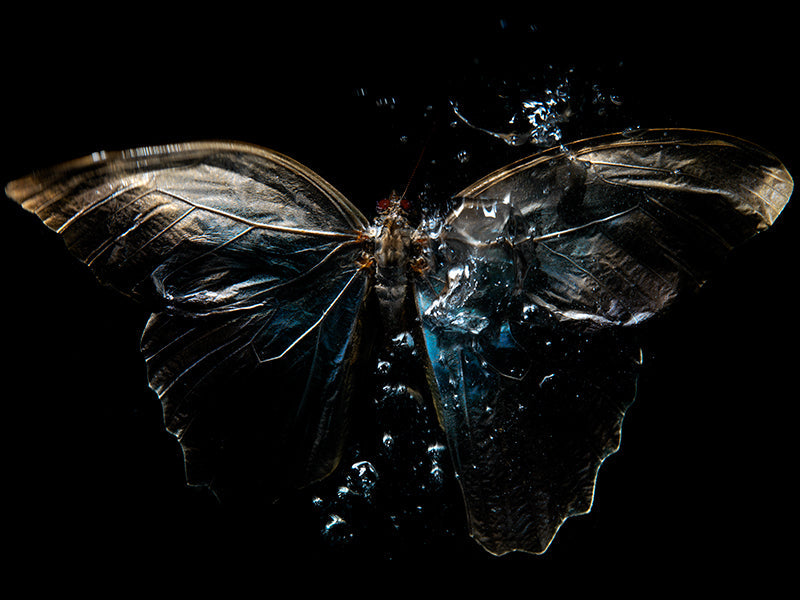Mortality in Motion: Underwater Butterfly Ballet Series