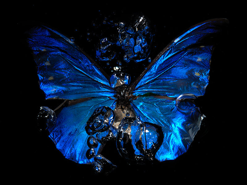 Dancing Shadows: A Modern Vanitas Below the Surface