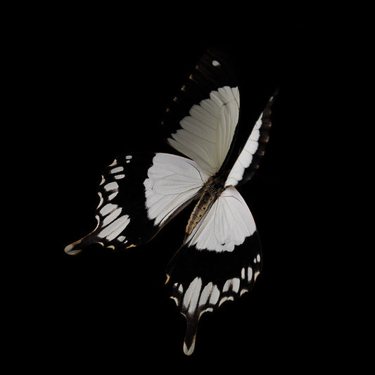 Watercolor Wings Underwater Photography of Fleeting Life