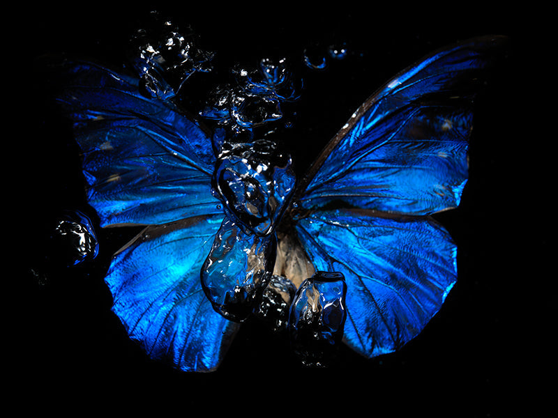 Aquatic Lament: Capturing the Tragedy of Life Below