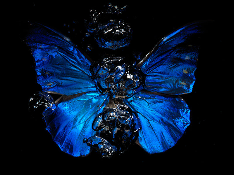 Submerged Serenity: Butterfly Ballet Below the Surface