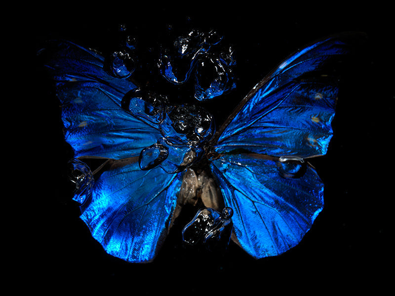 Watercolor Whispers: The Tragedy of Butterfly Life