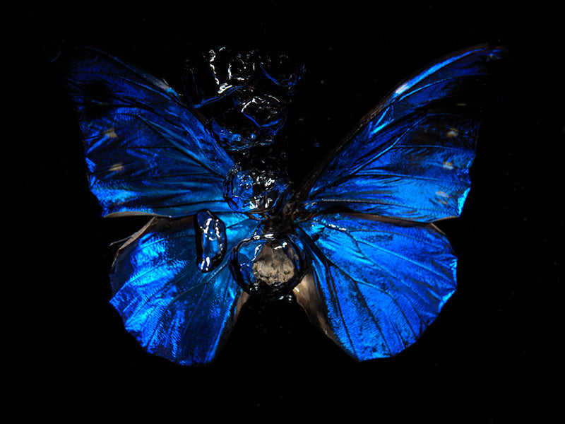Tears of Time: Underwater Butterfly Reflections