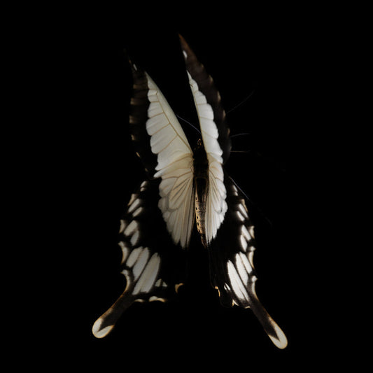 Fluidic Flutter Underwater Butterfly Breeding Series