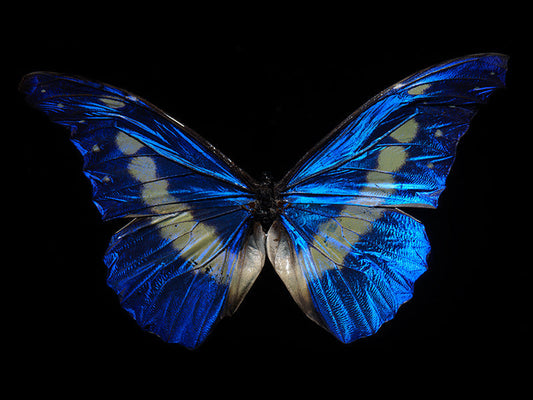 Fluid Dreams: Butterfly Ballet Below the Waves