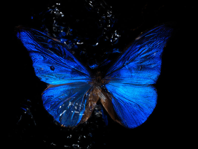 Tears in the Water: Life's Tragic Ballet Below