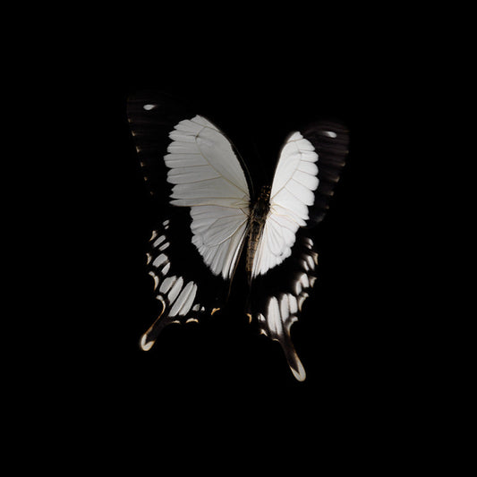 Ephemeral Whispers: Life and Mortality in Liquid Art