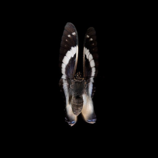 Vanishing Flight: Underwater Photography of Butterfly Breeding