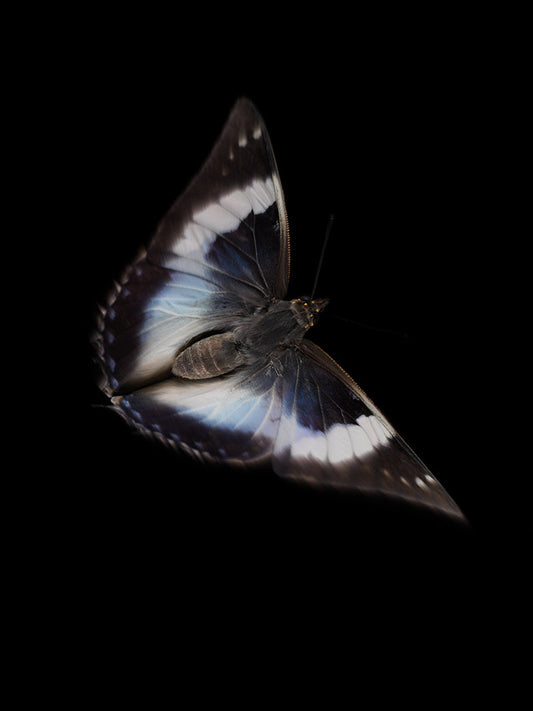 Aquatic Ballet: Reflections on Life and Mortality