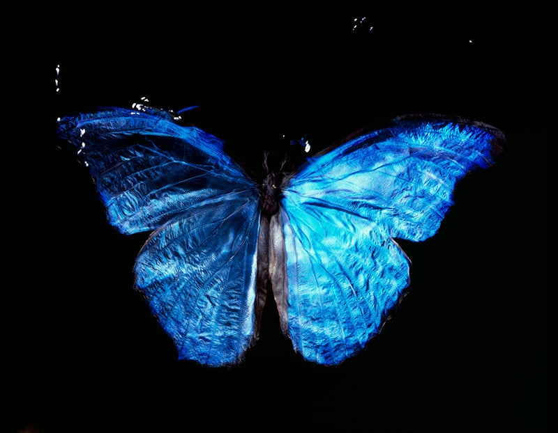 Parent and Offspring Dance: Vanitas Photography in Black Underwater