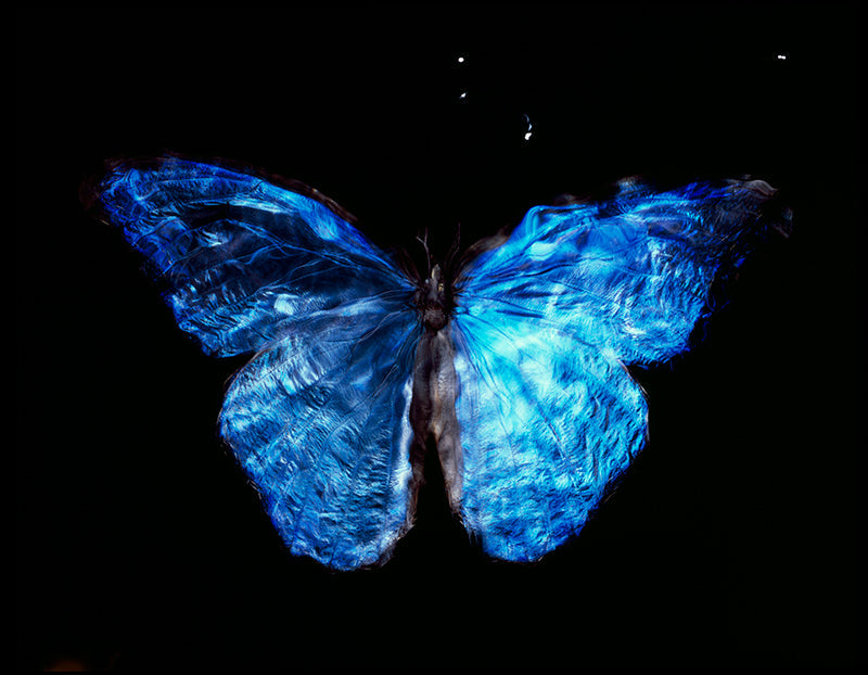 Vanitas Art Parent and Offspring Dance with Rare Butterfly