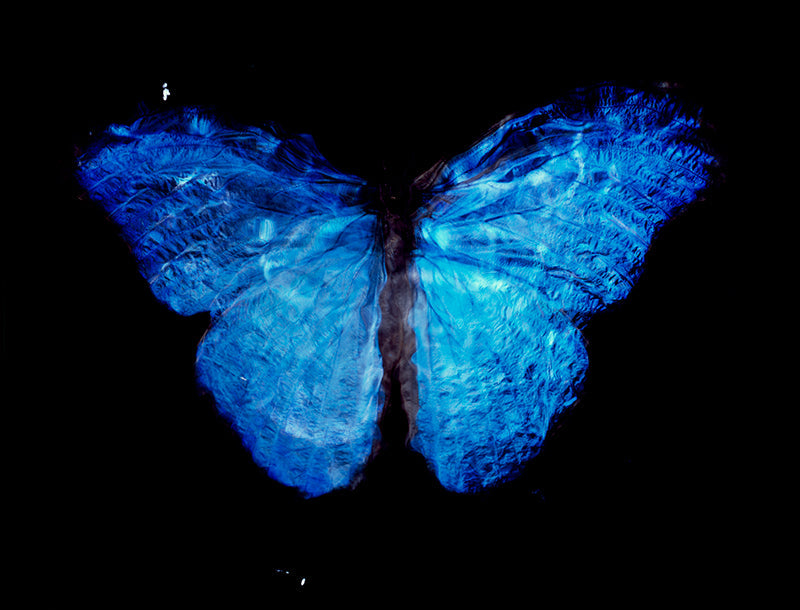 Analog Film Mastery: Parent and Offspring in Underwater Vanitas