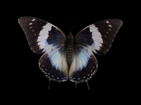 Waterborne Wings: Underwater Photography of Ethereal Beauty