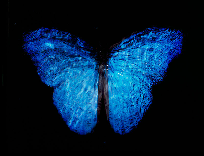 Modern Day Beauty: Rare Butterfly in Analog Film Vanitas