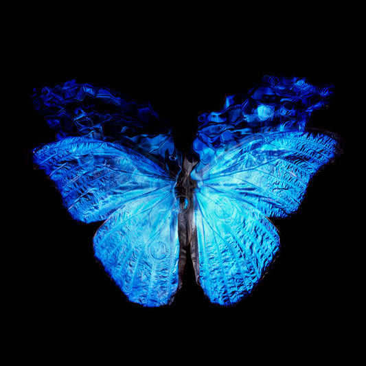 Analog Film Artistry: Rare Blue Wings in Modern Vanitas